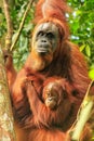 Female Sumatran orangutan with a baby sitting on a tree in Gunung Leuser National Park, Sumatra, Indonesia