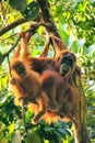 Female Sumatran orangutan with a baby sitting on a tree in Gunung Leuser National Park, Sumatra, Indonesia Royalty Free Stock Photo