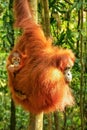 Female Sumatran orangutan with a baby sitting on a tree in Gunung Leuser National Park, Sumatra, Indonesia Royalty Free Stock Photo