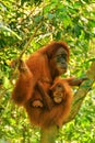 Female Sumatran orangutan with a baby sitting on a tree in Gunung Leuser National Park, Sumatra, Indonesia Royalty Free Stock Photo