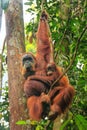 Female Sumatran orangutan with a baby sitting on a tree in Gunung Leuser National Park, Sumatra, Indonesia Royalty Free Stock Photo