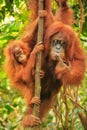 Female Sumatran orangutan with a baby sitting on a tree in Gunung Leuser National Park, Sumatra, Indonesia