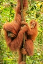 Female Sumatran orangutan with a baby sitting on a tree in Gunung Leuser National Park, Sumatra, Indonesia Royalty Free Stock Photo