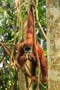 Female Sumatran orangutan eating in a tree, Gunung Leuser Nation