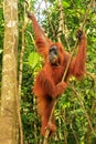 Female Sumatran orangutan hanging in the trees, Gunung Leuser Na Royalty Free Stock Photo