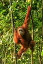 Female Sumatran orangutan hanging in the trees, Gunung Leuser Na Royalty Free Stock Photo