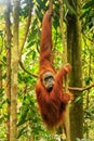 Female Sumatran orangutan hanging in the trees, Gunung Leuser Na Royalty Free Stock Photo