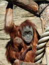 Female of Sumatran orangutan Pongo abelii with a baby Royalty Free Stock Photo