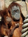 Female of Sumatran orangutan Pongo abelii with a baby Royalty Free Stock Photo