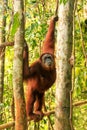 Female Sumatran orangutan standing on a bamboo in Gunung Leuser