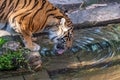 Female Sumatran Tiger drinking water from a pond Royalty Free Stock Photo