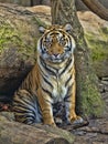 female, Sumatran Tiger, Panthera tigris sumatrae, observes the work of the photographer