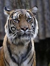 The Female, The Sumatran Tiger, Panthera tigris sumatrae, watching intently at potential prey nearby