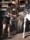 Female with summer hat and clothes combing the tail of a white andalusian horse. Royalty Free Stock Photo