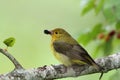 Female Summer Tanager Royalty Free Stock Photo