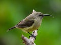 Female sunbird perched on a branch