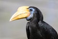 Female Sunda wrinkled hornbill - Rhabdotorrhinus corrugatus Royalty Free Stock Photo