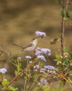 Female superb fairy wren (Malurus cyaneus)