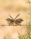 Female superb fairy wrens perched crossed tailed Royalty Free Stock Photo