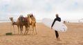 Female surfer and camels at the beach of Essaouira, Morocco, Africa.