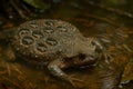 Surinam toad carrying eggs embedded in its back in shallow water Royalty Free Stock Photo