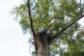 Female swallow-tailed kite Elanoides forficatus sits on a nest