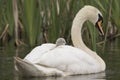 Swan and cygnet portrait Royalty Free Stock Photo