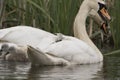 Swan and cygnet portrait Royalty Free Stock Photo