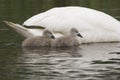 Swan and cygnet portrait Royalty Free Stock Photo