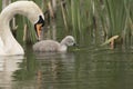 Swan and cygnet portrait Royalty Free Stock Photo