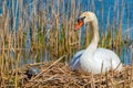 Female swan looking at turtle