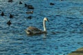 Female swan swimming with ducks