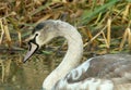 Female swan on the water facing to the left