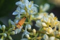 A Female Swollen Thighed Flower Beetle, Oedemera Nobilis