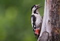 Female Syrian Woodpecker Royalty Free Stock Photo