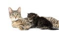 Female tabby cat and kitten Royalty Free Stock Photo