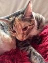 Female Tabby young cat relaxing