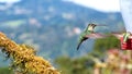 Female Talamanca hummingbird in flight in Costa Rica