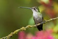 Female Talamanca Hummingbird - Eugenes spectabilis is large hummingbird living in Costa Rica and Panama Royalty Free Stock Photo