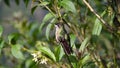 Female Talamanca hummingbird perched in a bush in Costa Rica