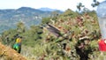 Female Talamanca hummingbird and Fiery-throated hummingbird