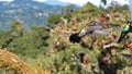 Female Talamanca hummingbird in flight