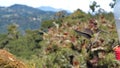 Female Talamanca hummingbird in flight