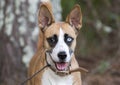 Basenji Husky mixed breed dog with one blue eye