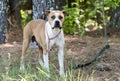 Female tan and white Boxer Bulldog mix dog outside on leash. Dog Rescue pet adoption photo for humane society animal shelter.