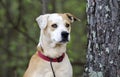 Lab Bulldog mixed breed dog with red collar, pet adoption photography Royalty Free Stock Photo