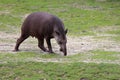 female tapir - zoo - france Royalty Free Stock Photo