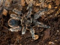 Female tarantula . Honduran Curly Hair. Tlitocatl Albopilosus or Brachypelma albopilosum. Top view, horizontal