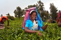 Female tea picker in the highlands