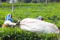 Female tea picker working in tea plantation in India